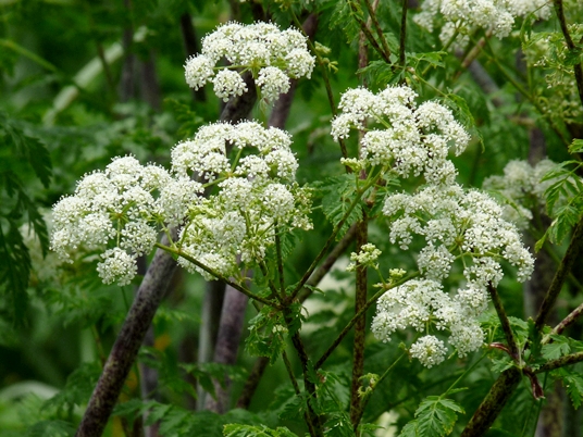 {Conium maculatum}